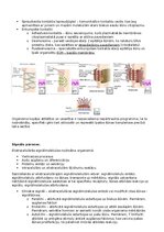 Конспект 'RSU Molekulārā un šūnu bioloģija 2. kolokvijam vajadzīgais konspekts', 21.