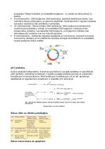 Конспект 'RSU Molekulārā un šūnu bioloģija 2. kolokvijs', 6.