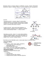 Конспект 'RSU Molekulārā un šūnu bioloģija 2. kolokvijs', 10.