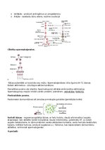 Конспект 'RSU Molekulārā un šūnu bioloģija 2. kolokvijs', 12.