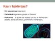 Презентация 'Baktērijas', 2.