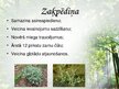 Презентация 'Latvijas ārstniecības augi', 15.
