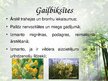 Презентация 'Latvijas ārstniecības augi', 18.
