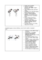 Конспект 'Fitnesa vingrinājumi', 11.