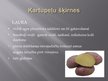Презентация 'Kartupeļi', 10.
