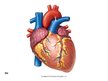 Презентация 'Sirds un asinsvadu sistēmas anatomija, asins sastāvs', 3.