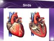 Презентация 'Sirds un asinsvadu sistēmas anatomija, asins sastāvs', 12.