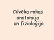Презентация 'Rokas anatomija un fizioloģija', 1.