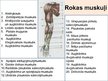 Презентация 'Rokas anatomija un fizioloģija', 8.