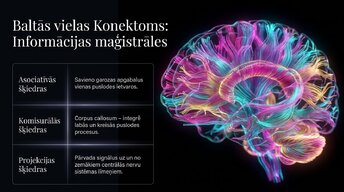 Презентация 'Nervu sistēmas strukturālā un funkcionālā organizācija', 9.
