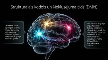 Презентация 'Nervu sistēmas strukturālā un funkcionālā organizācija', 10.
