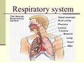 Презентация 'Diseases of the Respiratory System', 2.