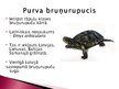 Презентация 'Purva bruņurupucis', 2.