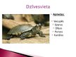 Презентация 'Purva bruņurupucis', 4.
