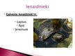 Презентация 'Purva bruņurupucis', 7.