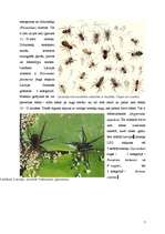 Реферат 'Helicerāti (Chelicerata) un zirnekļveidīgie (Arachnida)', 7.