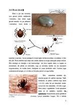 Реферат 'Helicerāti (Chelicerata) un zirnekļveidīgie (Arachnida)', 9.