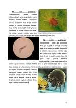 Реферат 'Helicerāti (Chelicerata) un zirnekļveidīgie (Arachnida)', 11.