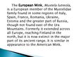 Презентация 'The European Mink', 2.