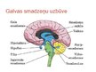 Презентация 'Galvas smadzenes', 8.
