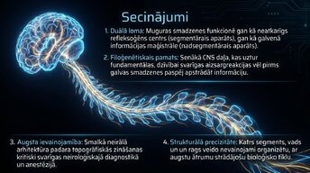 Презентация 'Muguras smadzenes', 14.