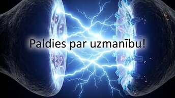 Презентация 'Muguras smadzenes', 17.