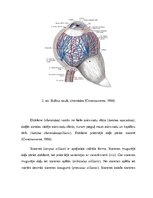 Конспект 'Redzes sensorās sistēmas uzbūve, funkcijas un vecuma īpatnības', 9.