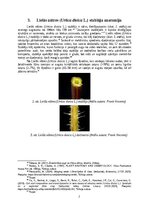 Реферат 'Lielās nātres (Urtica dioica L.) šķiedru pielietojums tautas medicīnā un tekstil', 7.