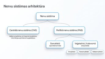 Презентация 'Nervu sistēmas strukturāli - funkcionālā organizācija', 2.