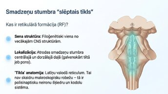 Презентация 'Nervu sistēmas strukturāli - funkcionālā organizācija', 3.