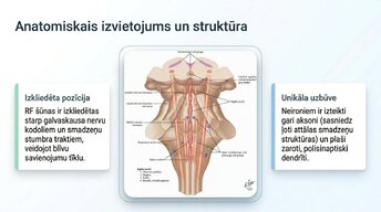 Презентация 'Nervu sistēmas strukturāli - funkcionālā organizācija', 5.
