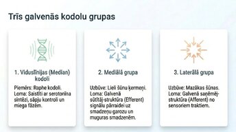 Презентация 'Nervu sistēmas strukturāli - funkcionālā organizācija', 6.