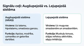 Презентация 'Nervu sistēmas strukturāli - funkcionālā organizācija', 7.
