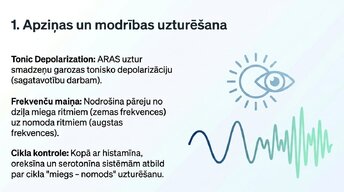 Презентация 'Nervu sistēmas strukturāli - funkcionālā organizācija', 8.