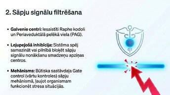 Презентация 'Nervu sistēmas strukturāli - funkcionālā organizācija', 9.