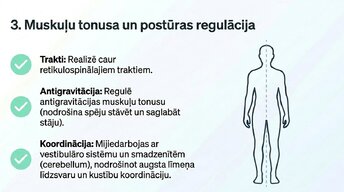 Презентация 'Nervu sistēmas strukturāli - funkcionālā organizācija', 10.