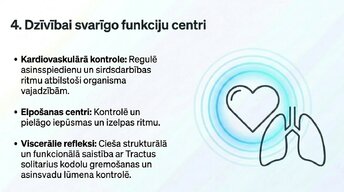 Презентация 'Nervu sistēmas strukturāli - funkcionālā organizācija', 11.