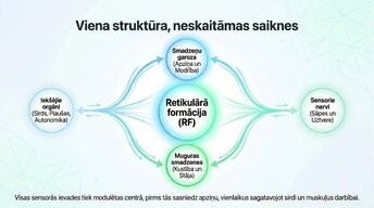 Презентация 'Nervu sistēmas strukturāli - funkcionālā organizācija', 13.