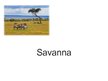 Презентация 'Savanna', 1.