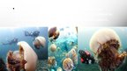Презентация 'Nemopilema nomurai sugas medūzas', 3.