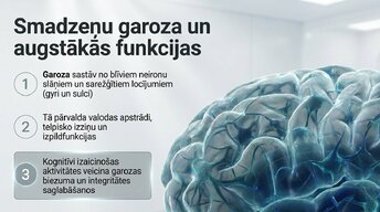 Презентация 'Kāpēc mūžizglītība palīdz uzturēt smadzeņu elastību', 4.