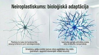 Презентация 'Kāpēc mūžizglītība palīdz uzturēt smadzeņu elastību', 11.