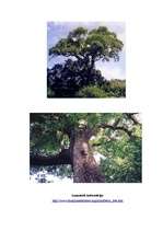 Конспект 'Šakāļogu koks (Jackal Berry Tree) - koka apraksts', 2.