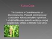 Презентация 'Pārtikā izmantojamie Dienvidamerikas augi', 13.