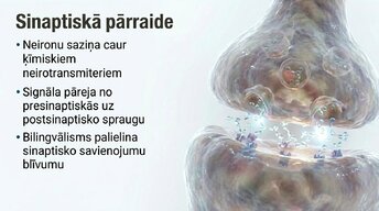Презентация 'Jaunas valodas apguves ietekme uz smadzeņu struktūru pieaugušajiem', 7.