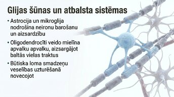 Презентация 'Jaunas valodas apguves ietekme uz smadzeņu struktūru pieaugušajiem', 8.