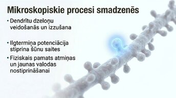 Презентация 'Jaunas valodas apguves ietekme uz smadzeņu struktūru pieaugušajiem', 9.