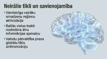 Презентация 'Jaunas valodas apguves ietekme uz smadzeņu struktūru pieaugušajiem', 10.