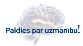 Презентация 'Jaunas valodas apguves ietekme uz smadzeņu struktūru pieaugušajiem', 17.