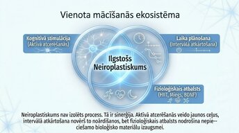 Презентация 'Kā ikdienas mācīšanās paradumi stiprina neiroplastiskumu', 12.